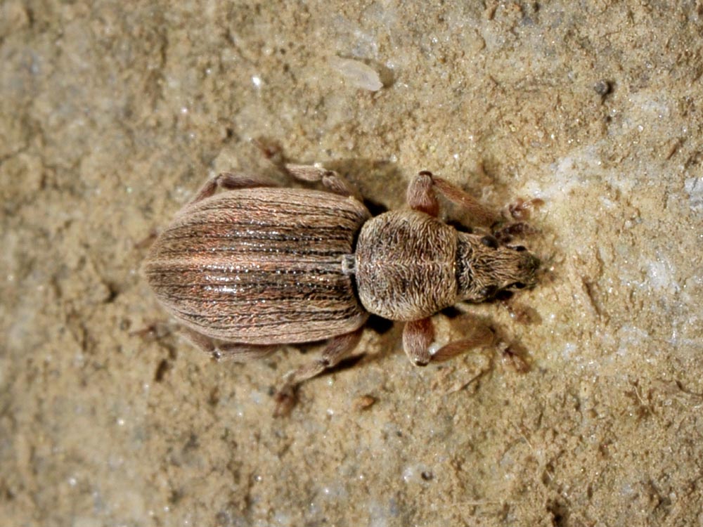 Polydrusus marginatus - Curculionidae